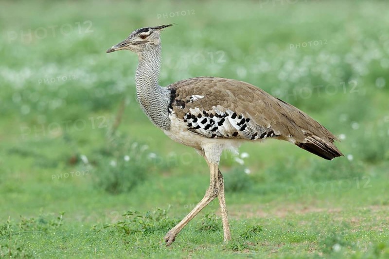 Koritrap, Kori Bustard, Ardeotis kori