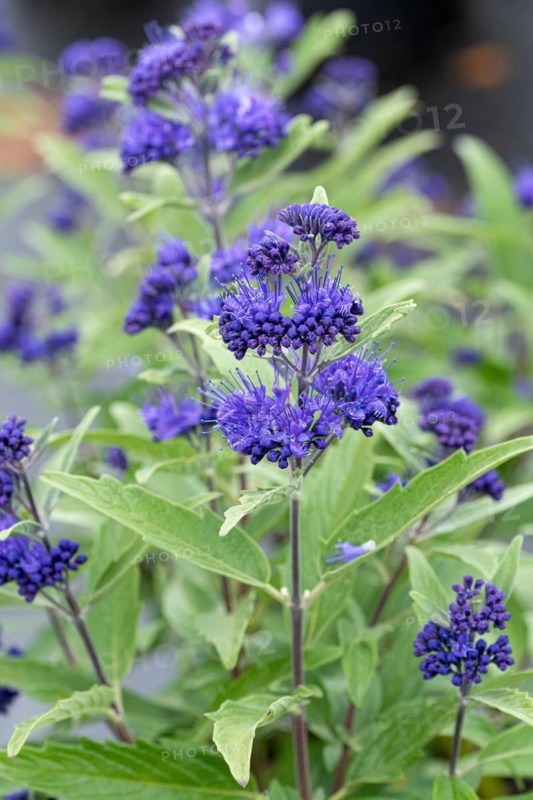 Caryopteris × clandonensis 'Dark Knight', BS Sämann, Germany