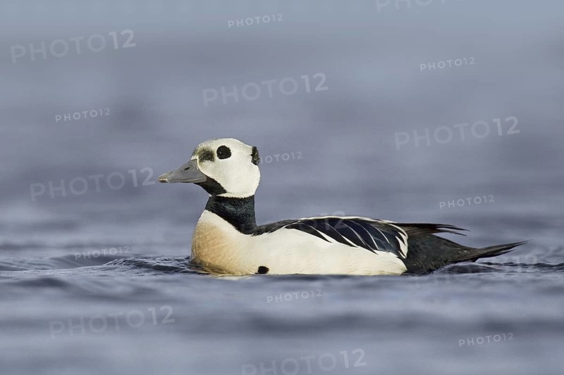 Steller's Eider (Polysticta stelleri) male, Alaska, USA