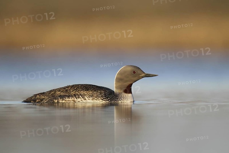 Red-throated Loon (Gavia stellata), Alaska, USA