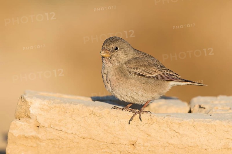 Trumpeter Finch (Bucanetes githagineus) female, Eilat, Israel