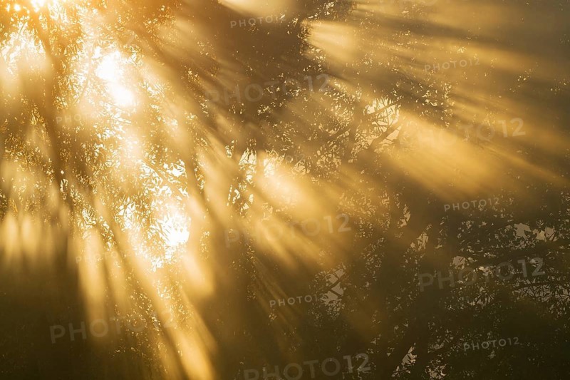 Willows (Salix), forest, trees and orange-coloured sunbeams in the early morning, Lower Saxony, Germany