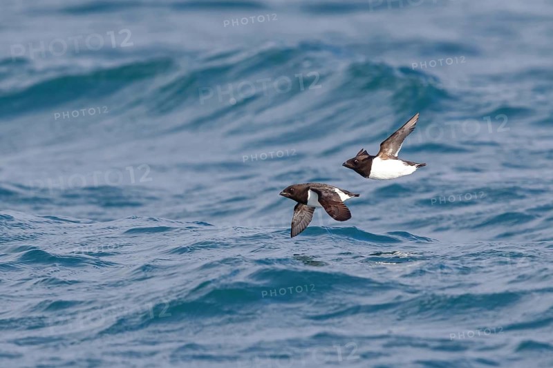 Cory's Grebe, Plautus alle, Dovekie, Little Auk, (Mergule nain), Mérgulo atlántico, flight photo, juvenile, two animals, Longyearbyen, Svalbard / Spitsbergen, Norway
