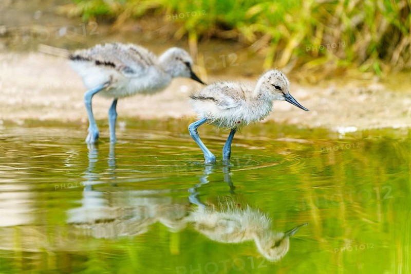 Two young birds at the water's edge, one bending over the surface, Avocet (Recurvirostra avosetta), France