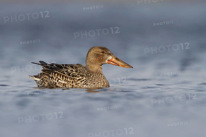 Northern Shoveler (Spatula clypeata) female, Utrecht, Netherlands