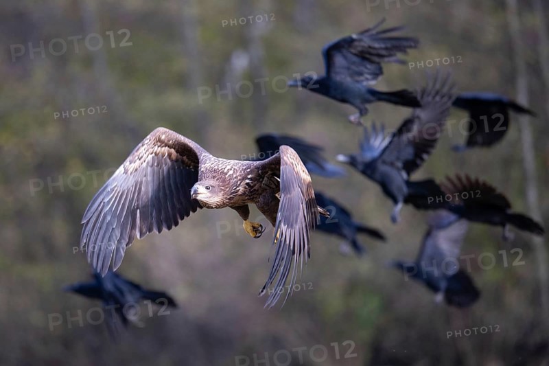 White-tailed eagle (Haliaeetus albicilla), juvenile, young white-tailed eagle and common raven taking off in a forest clearing, Podlaskie Voivodeship, Poland