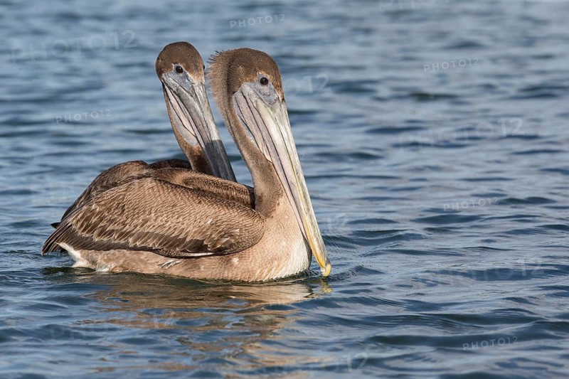 Brown Pelican (Pelecanus occidentalis), Cuba