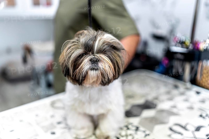 Shih tzu calmly sitting on grooming table as professional groomer trims and styles long fluffy coat in a pet salon, showing gentle care and clean, healthy appearance