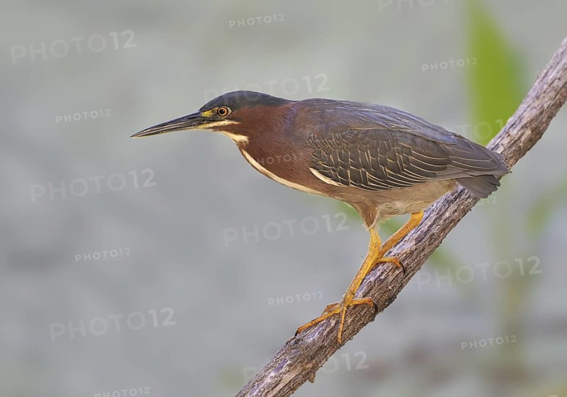 Green Heron (Butorides virescens), Texas, USA