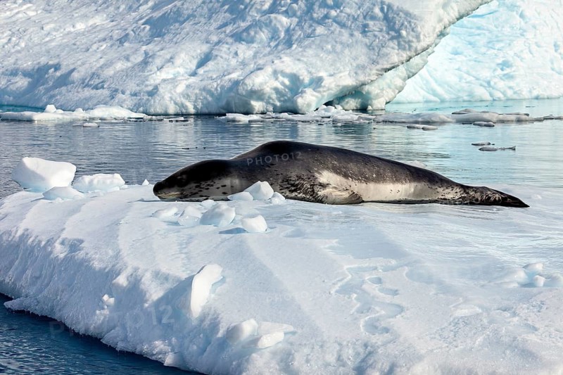Seal lying on snow on a smooth ice surface, surrounded by calm water, leopard seal (Hydrurga leptonyx) on an ice floe in the Antarctic