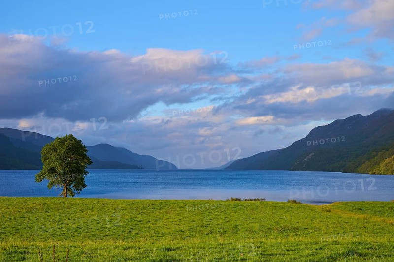 Idyllic lake with views of mountains surrounded by green fields and tree-covered landscape, Fort Augustus, Loch Ness, Scotland, United Kingdom, Great Britain