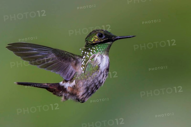 Festive Coquette (Lophornis chalybeus) flying and feeding at a flower in the Atlantic rainforest of southeast Brazil