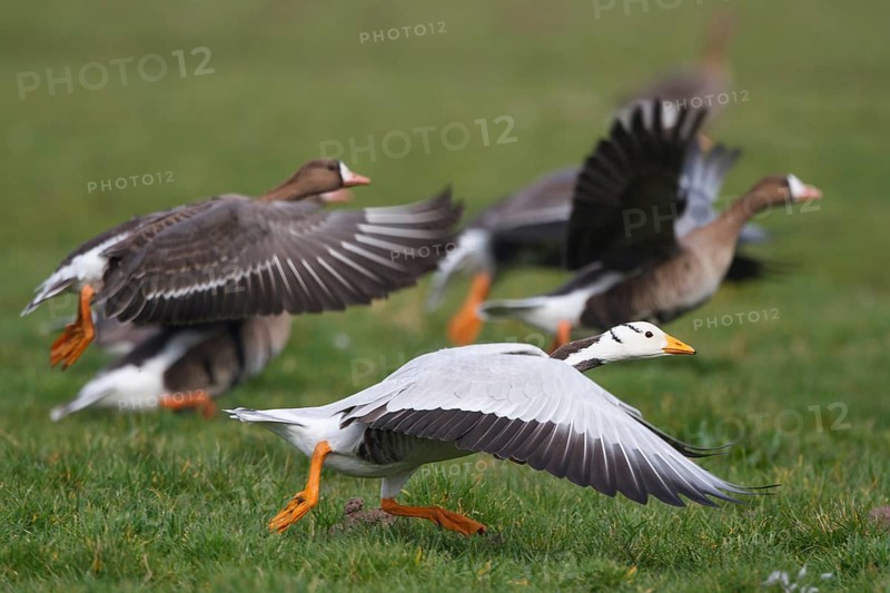 Bar-headed Goose & Greater White-fronted Goose (Anser indicus & Anser albifrons) flying, Netherlands