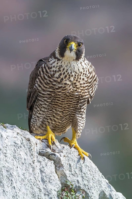 Peregrine Falcon (Falco peregrinus) perched on a rock, Istria, Croatia