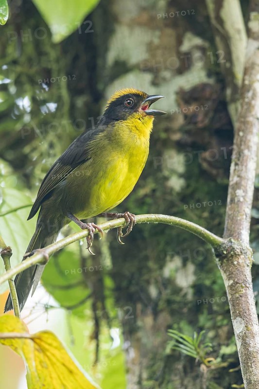Choco Brush-finch (Atlapetes crassus) perched on a branch in Colombia, South America