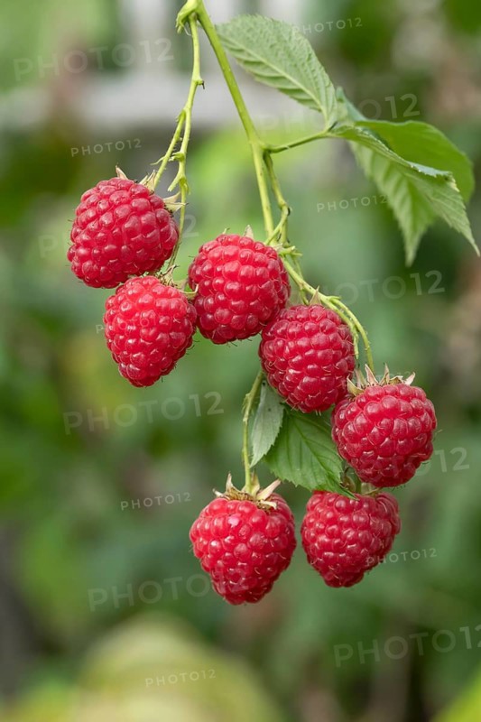 Raspberry (Rubus idaeus HIMBO TOP), Grüne Aue 7, Germany