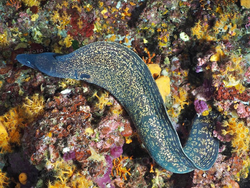 Yellow speckled Mediterranean moray eel (Muraena helena) meanders through a colourful underwater landscape, dive site peninsula Giens, Mediterranean Sea, Porquerolles, Provence, Côte d'Azur, France