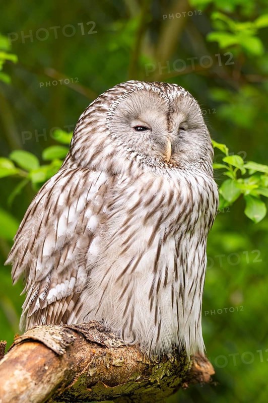 Ural owl (Strix uralensis) sitting on a branch, Bavaria, Germany