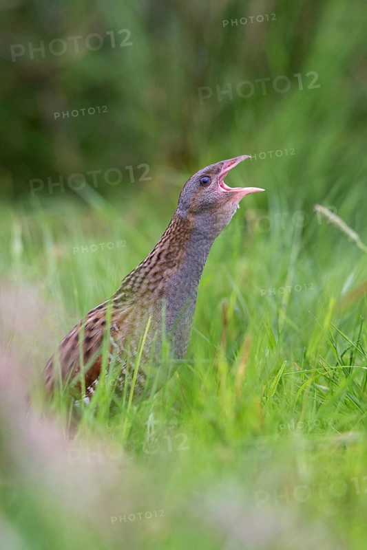 Corn Crake (Crex crex) male calling, Saxony, Germany