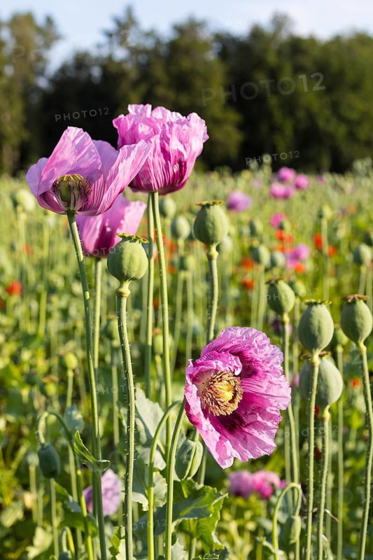 Blue poppy (Papaver somniferum) in a field near Callenberg, Saxony, Germany