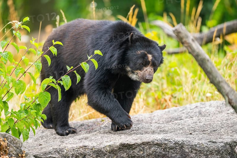 American black bear (Ursus americanus), walking through the bushes, captive, Bavaria, Germany