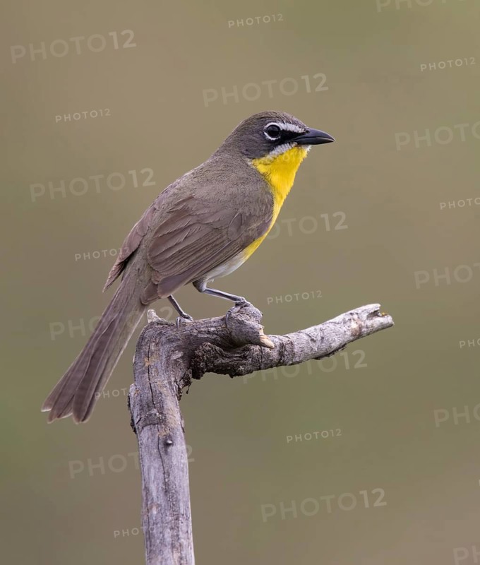 Yellow-breasted Chat, Icteria virens, perched at Bever Creek, Saskatchewan