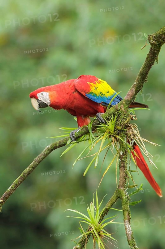 Scarlet Macaw (Ara macao) perched on a branch in Costa Rica