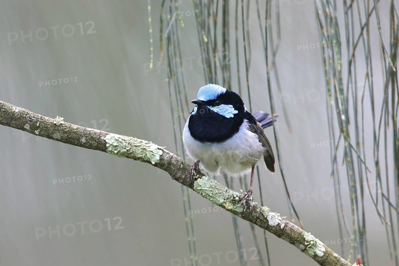 Superb Fairywren (Malurus cyaneus cyanochlamys) male perched on a branch, Victoria, Australia