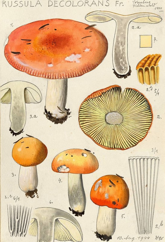Mushroom, Mushrooms, Orange-red grey-stemmed russula, Russula decolorans, authentic reproduction of an illustration by Hans Walty (1868-1948) from about 1915, historical