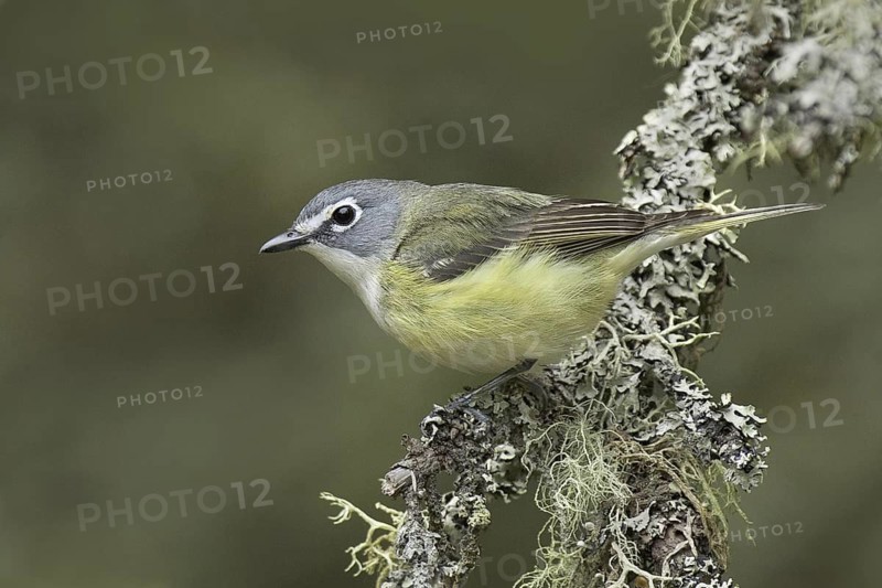 Blue-headed Vireo (Vireo solitarius) male, Michigan, USA