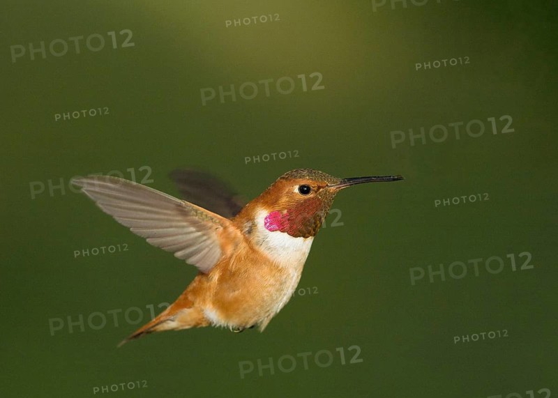 Male Rufous Hummingbird hovering