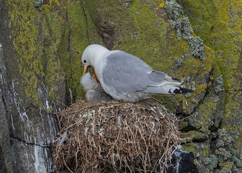 Black-legged Kittiwake (Rissa tridactyla) feeding chick in nest, Scotland, United Kingdom