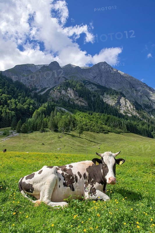Cow lying on an alpine meadow, Eng-Alm, Karwendel Mountains, Tyrol, Austria