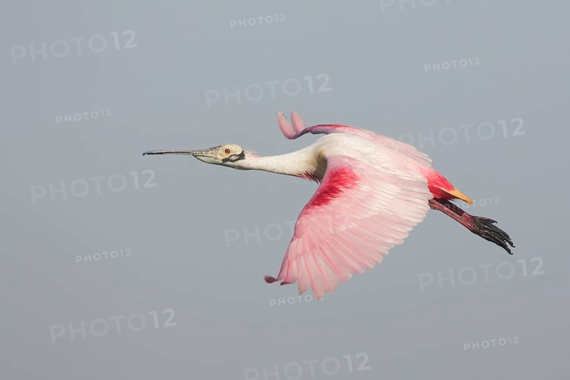Roseate Spoonbill (Platalea ajaja) flying, Texas, USA