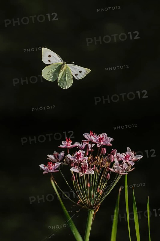 A Cabbage butterfly (Pieris brassicae) hovering over pink flowers, dark background, Hesse, Germany