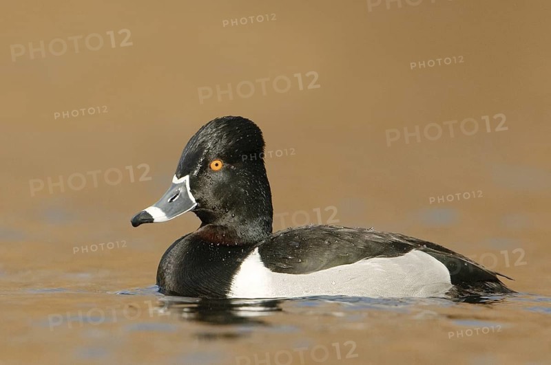 Ring-necked Duck (Aythya collaris) male, British Columbia, Canada