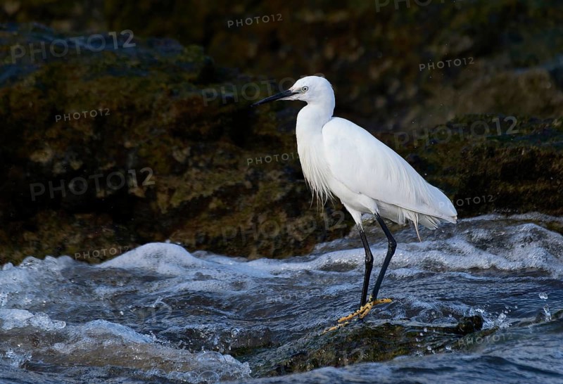 Little Egret (Egretta garzetta) foraging, Asturias, Spain