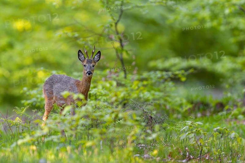 Slowly, the roebuck (Capreolus capreolus) moves into the oak woodland, repeatedly peering over at us, change of coat, May, Germany