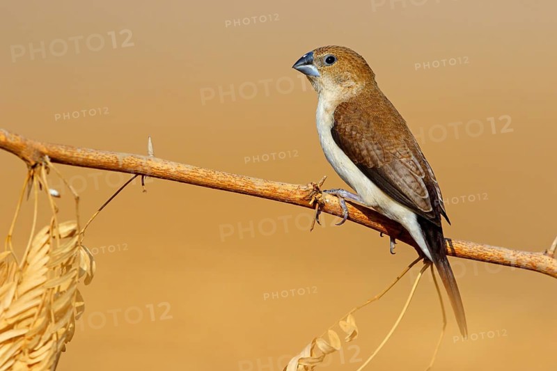 African silverbill, silver beak, silver pheasant, trusting bird, ornamental bird in Europe, family of finches, (Euodice), (Lonchura cantans), perching site, Ayn Tobroq and Ayn Athum junction, Salalah, Dhofar, Oman