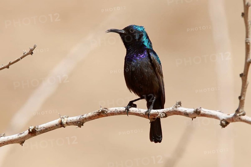 Palestine Sunbird (Cinnyris osea) male, Eilat, Israel