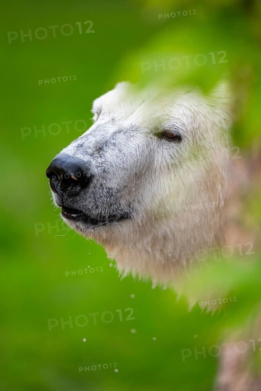 Polar bear (Ursus maritimus), portrait, captive, Germany