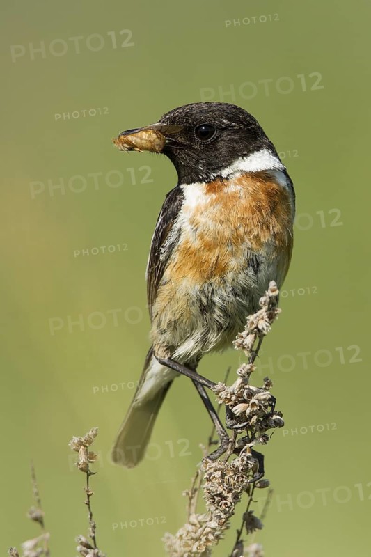 European Stonechat (Saxicola rubicola) male with insect in its beak, Rhineland-Palatinate, Germany