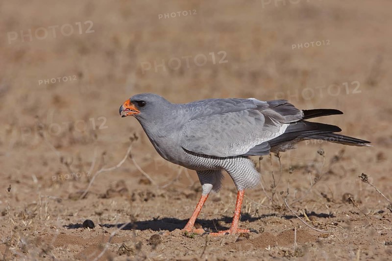 Pale Chanting Goshawk (Melierax canorus), Northern Cape, South Africa
