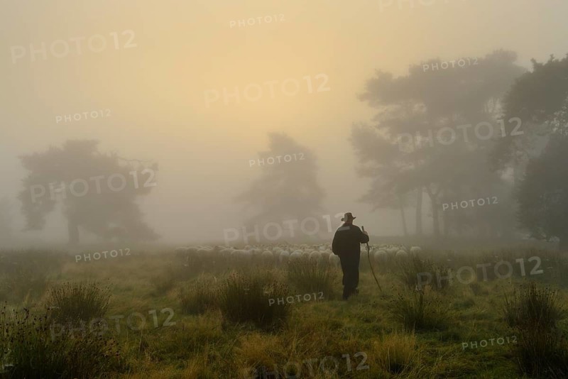 Herd of sheep with shepherd in heathland, Lower Saxony, Germany