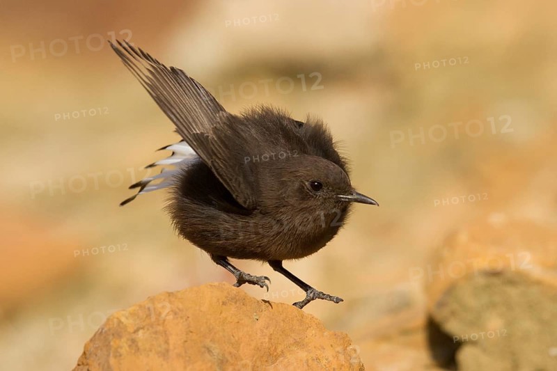Black Wheatear (Oenanthe leucura) female, Morocco