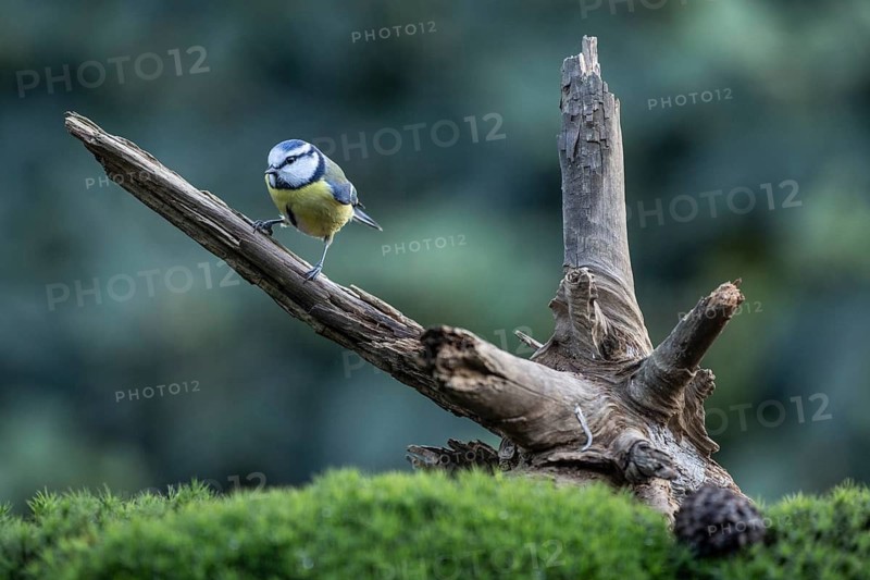 Blue tit (Parus caerulea), Emsland, Lower Saxony, Germany