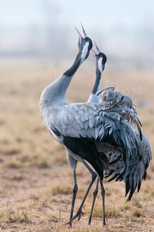 Common Crane (Grus grus) calling, Sweden