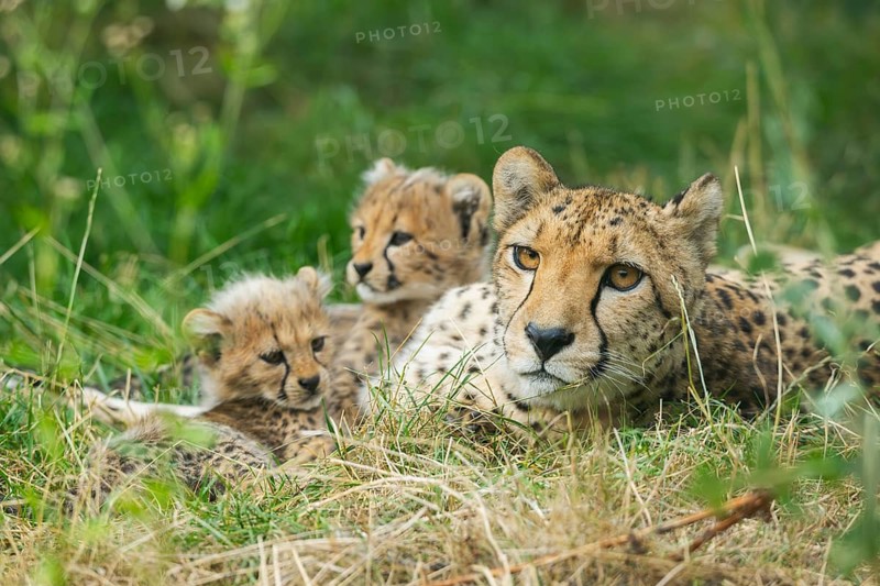Cheetah (Acinonyx jubatus) mother with her youngsters, captive, occurrence Africa