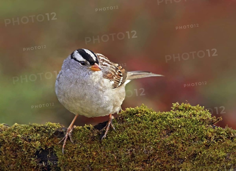 White-crowned Sparrow (Zonotrichia leucophrys), Saskatchewan, Canada