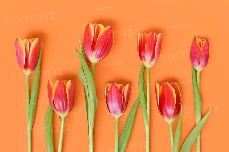 Top view of dark pink tulip flowers with yellow tips on orange background. Floral spring background